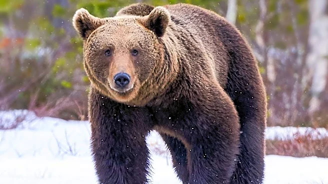 Montana Landowner Kills Grizzly Bear in Close Encounter, FWP Emphasizes Bear Safety