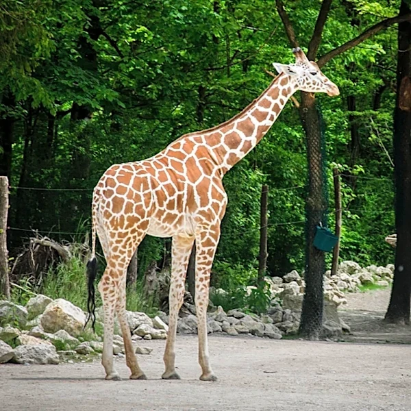 Fort Wayne Zoo Announces Baby Giraffe Named Mac by Local Family