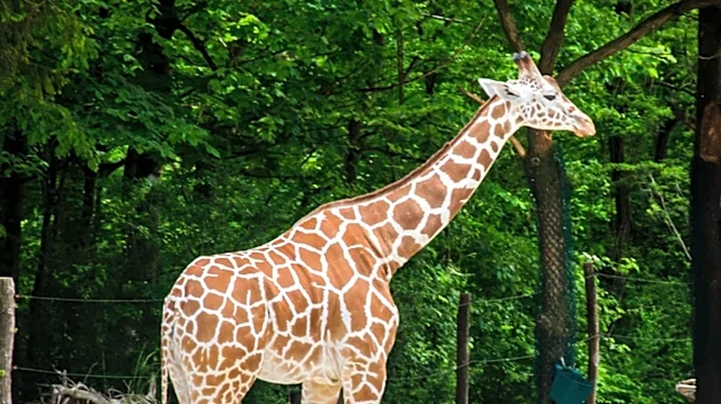 Fort Wayne Zoo Announces Baby Giraffe Named Mac by Local Family