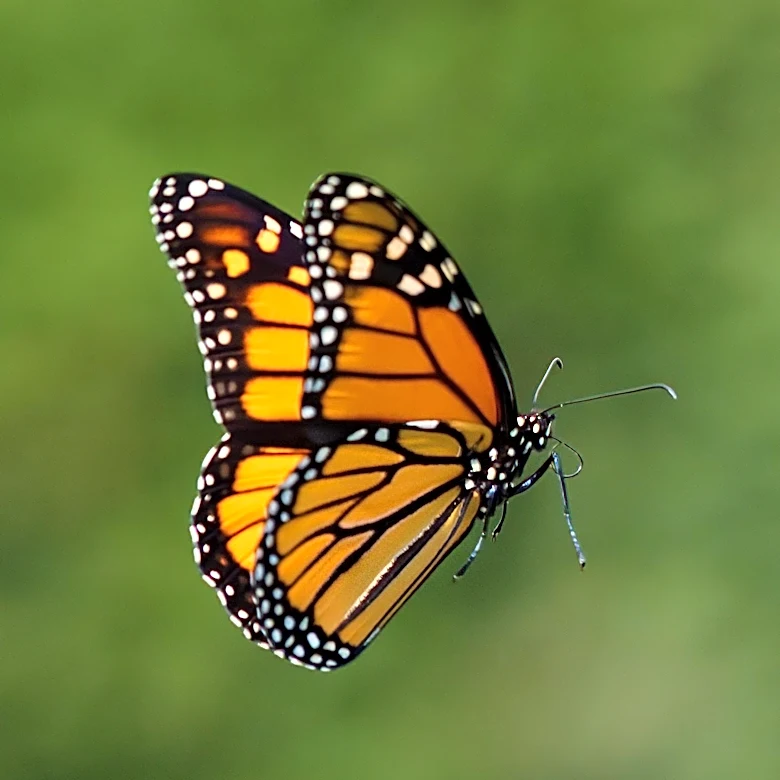 Monarch Butterflies Tracked Over 800 Miles from Canada to Tennessee National Wildlife Refuge