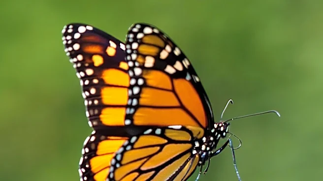 Monarch Butterflies Tracked Over 800 Miles from Canada to Tennessee National Wildlife Refuge