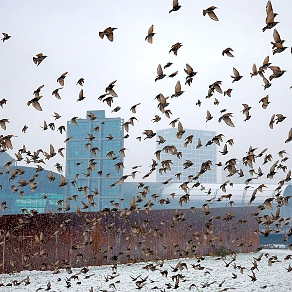 Muskegon County, Michigan, Investigates Bird Flu Risk Following Wild Bird Deaths