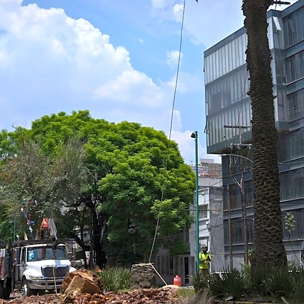 Brevard County Removes 62 Oak Trees in Hammock Trace Due to Sidewalk Safety Concerns