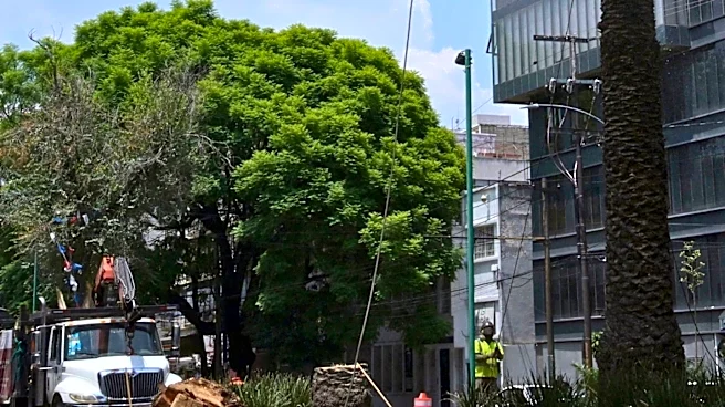 Brevard County Removes 62 Oak Trees in Hammock Trace Due to Sidewalk Safety Concerns