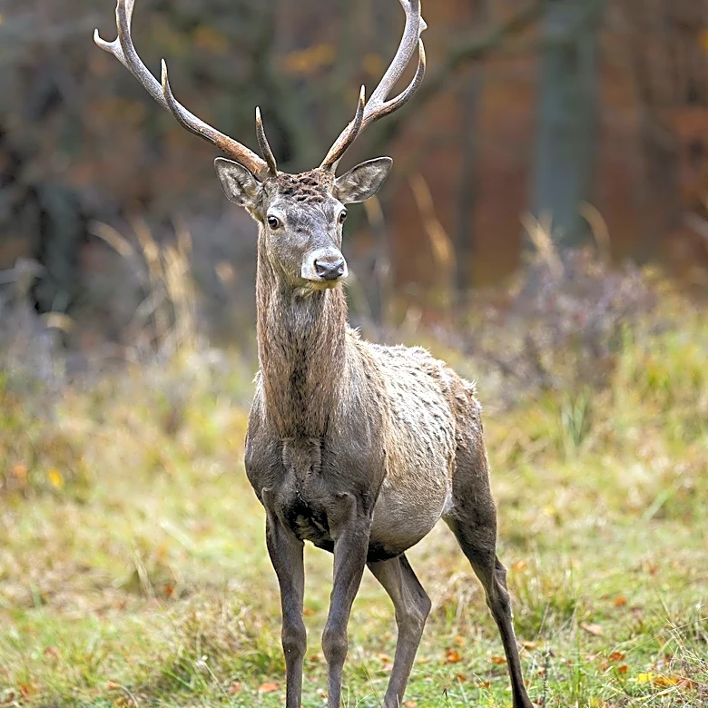 Red Deer Migration Crucial for Nitrogen Transport in Italian Alps, Study Finds