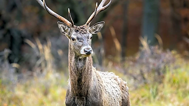 Red Deer Migration Crucial for Nitrogen Transport in Italian Alps, Study Finds