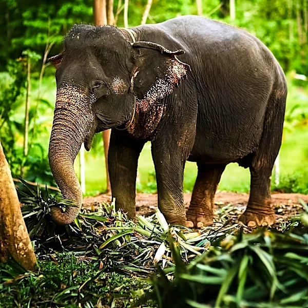 Elephant Sandro Thrives at Global Sanctuary for Elephants, Demonstrating Adaptation and Care