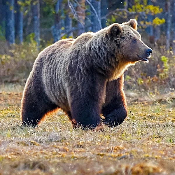 Colorado Parks and Wildlife Warns Residents About Bears Feasting on Porch Pumpkins Amid Drought