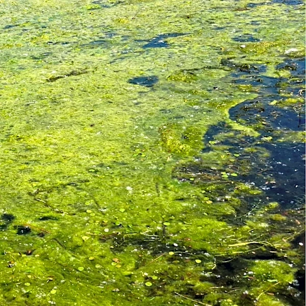 FDA Closes Cyclospora Outbreak Investigation, Identifies Parasite in Mexican Farm Wastewater