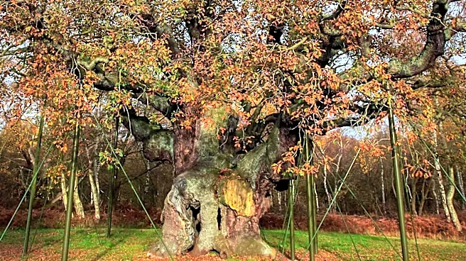 Chesterfield's Historic 212-Year-Old Nunnally Oak to Be Removed Due to Decay