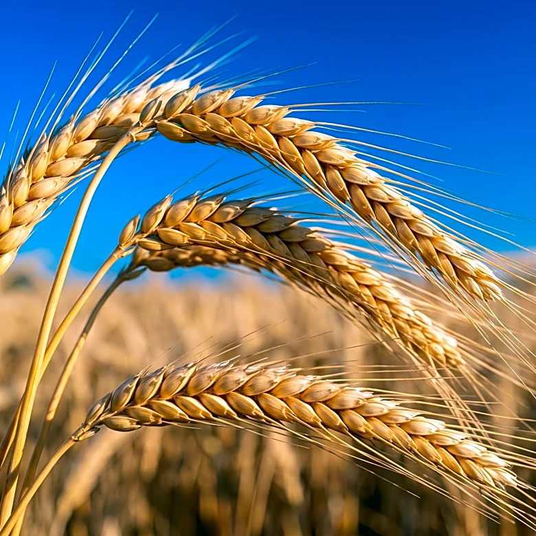 UC Davis Wheat Geneticist Jorge Dubcovsky Awarded 2026 World Agriculture Prize for Contributions to Food Security