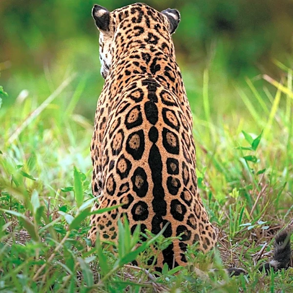 Wildlife Camera Captures Jaguar in Guatemala, Confirming Vital Corridor Use