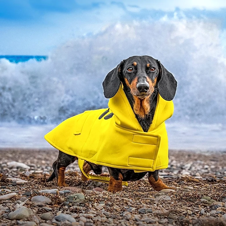 Van Plunges into Pacific Ocean Near Malibu, Dogs Rescued