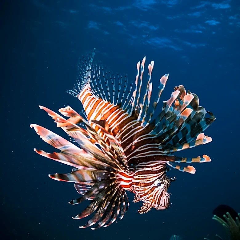 U.S. Navy Places Largest Order Yet for HII's Lionfish Drone Submarines