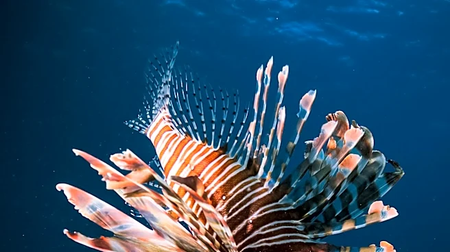 U.S. Navy Places Largest Order Yet for HII's Lionfish Drone Submarines