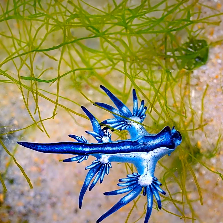 Scientists Discover 57 New Marine Species in South Atlantic, Enhancing Biodiversity Knowledge
