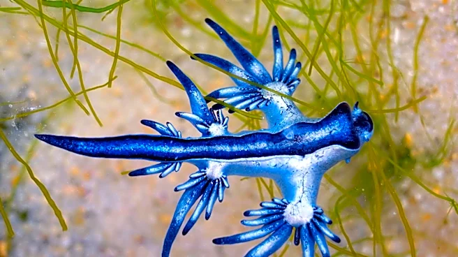 Scientists Discover 57 New Marine Species in South Atlantic, Enhancing Biodiversity Knowledge