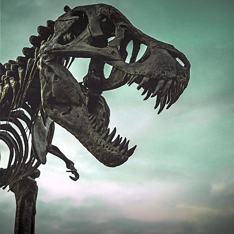 New Saber-Toothed Predator Discovered in Argentina Challenges Extinction Timelines