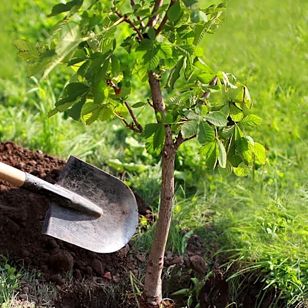 Fall Season Offers Optimal Conditions for Water-Wise and Fire-Wise Landscape Planting in California