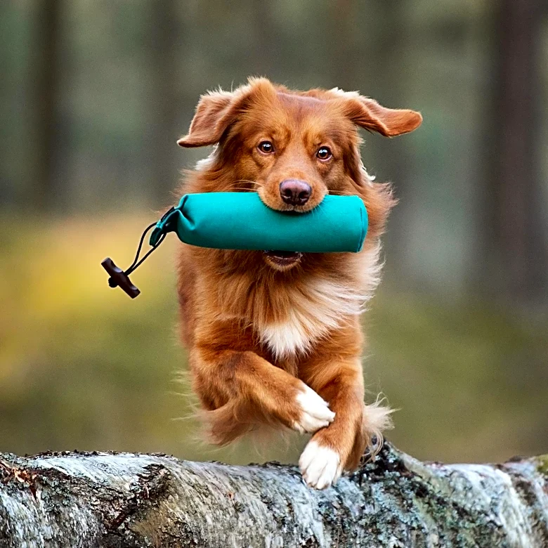 American Kennel Club Study Reveals Surprising Link Between Dog Brain Size and Trainability