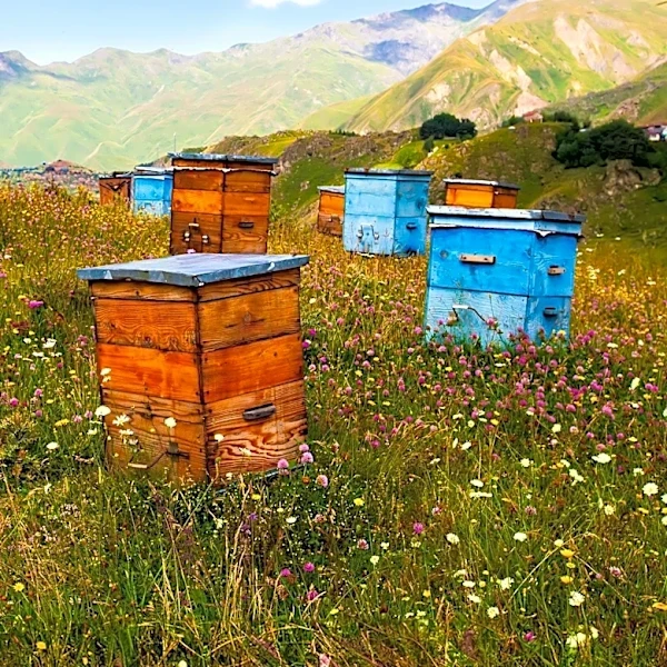 Bellevue Honey Store Suffers Significant Beehive Loss Due to Flash Flooding