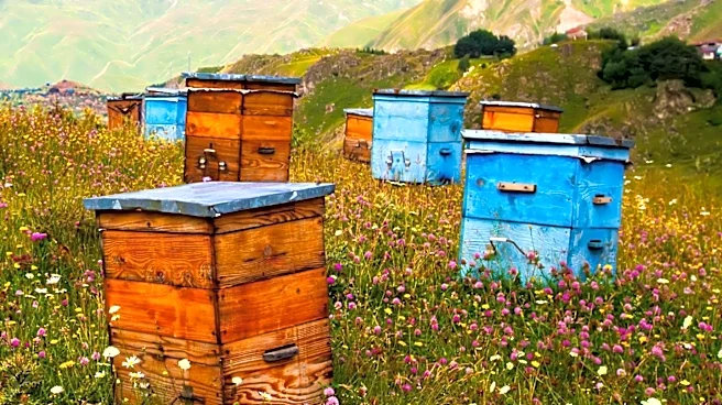 Bellevue Honey Store Suffers Significant Beehive Loss Due to Flash Flooding
