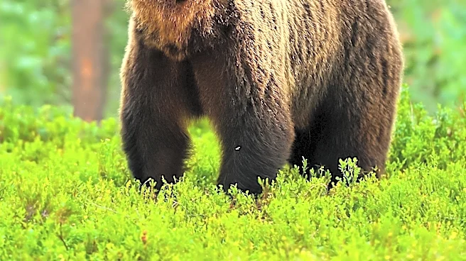 Laramie Residents Warned of Increasing Human-Bear Encounters as Bears Seek Food