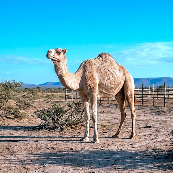 George Mason University Study Links Political, Cultural, and Economic Factors to Zoonotic Disease Risk in Livestock Communities