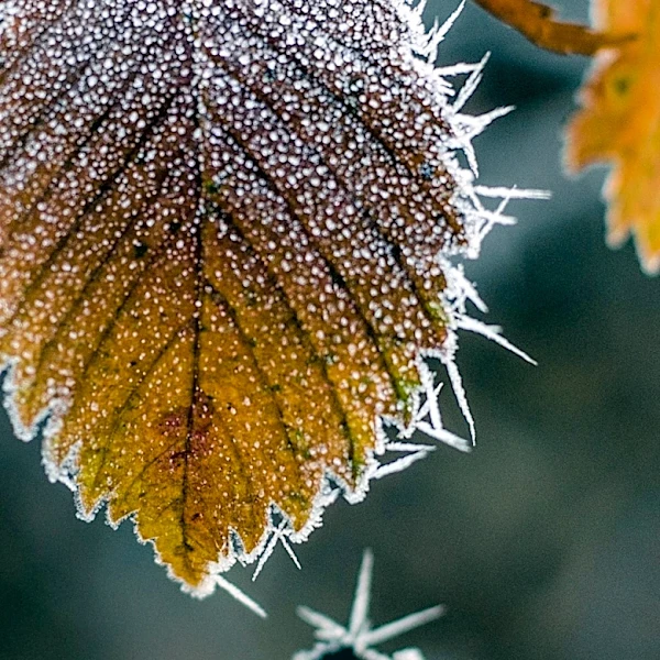 Frost Advisory Issued for Parts of Pennsylvania and New Jersey