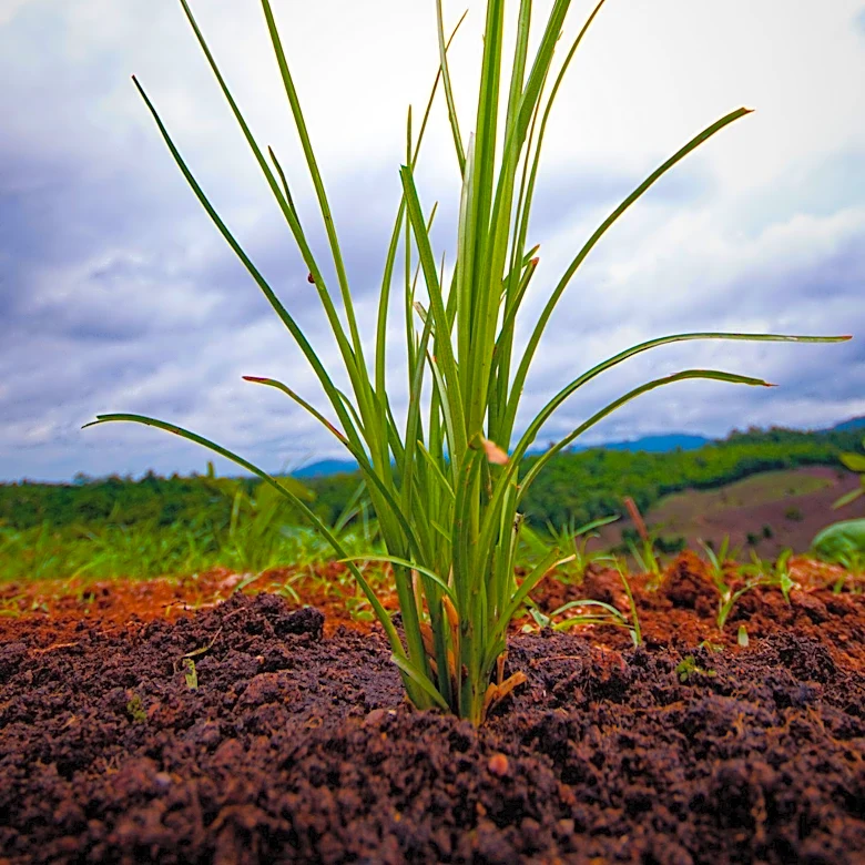 Missouri Farmers Advocate for Increased Planting of Native Grasses to Enhance Ecosystem and Economic Stability