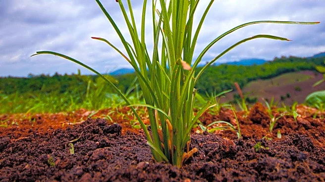 Missouri Farmers Advocate for Increased Planting of Native Grasses to Enhance Ecosystem and Economic Stability