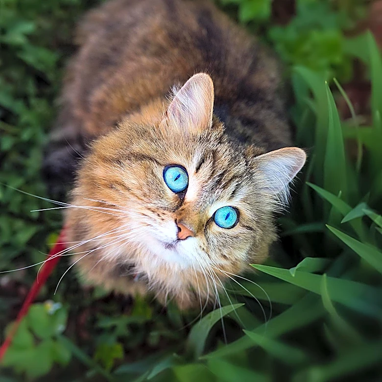 Social Media Fuels Search for Missing Cat Butterscotch After Brevard County I-95 Crash