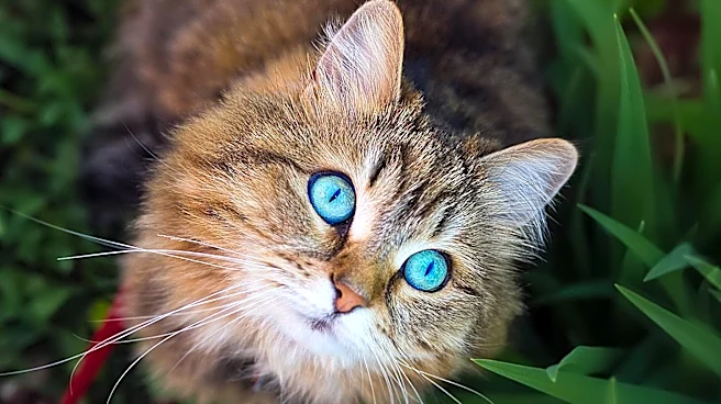 Social Media Fuels Search for Missing Cat Butterscotch After Brevard County I-95 Crash