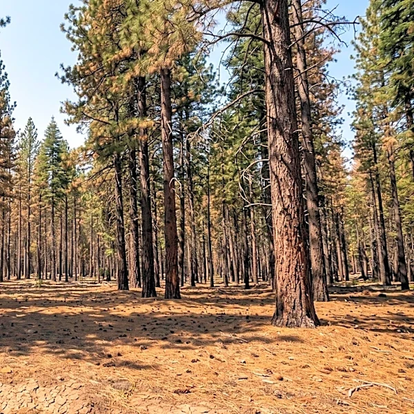 Global Warming May Lead to Slower Forest Growth, Particularly in Conifers, Despite Longer Growing Seasons