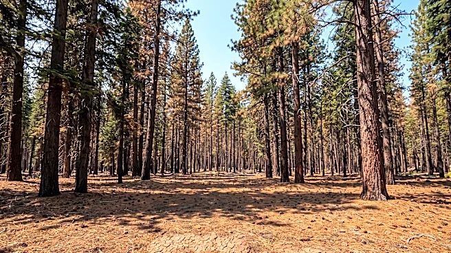 Global Warming May Lead to Slower Forest Growth, Particularly in Conifers, Despite Longer Growing Seasons