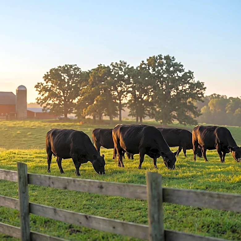 Rep. Thomas Massie Introduces Bill to Allow Small Farmers to Process Their Own Livestock