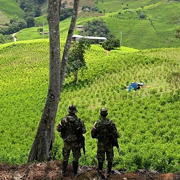 Interpol Operation Leads to 233 Arrests in Latin American Environmental Crime Crackdown