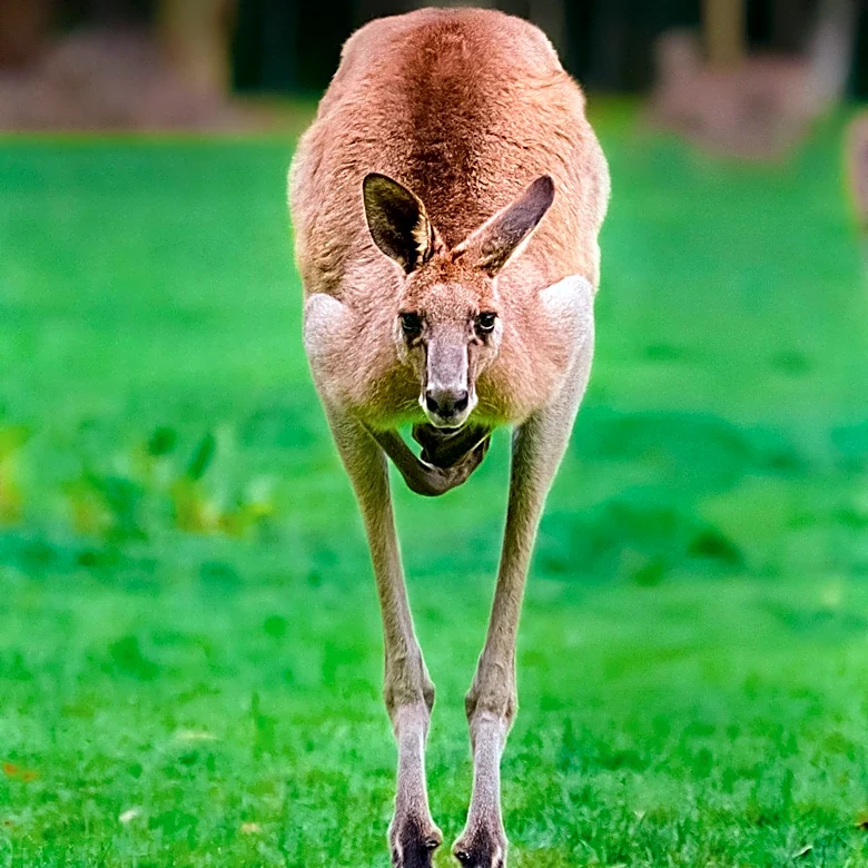 Missouri Police Capture Escaped Kangaroo from Petting Zoo