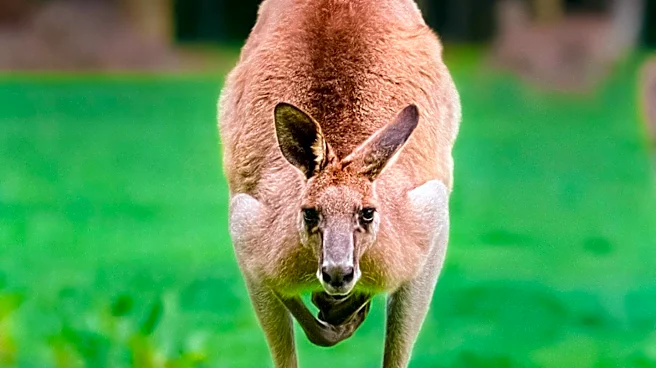 Missouri Police Capture Escaped Kangaroo from Petting Zoo