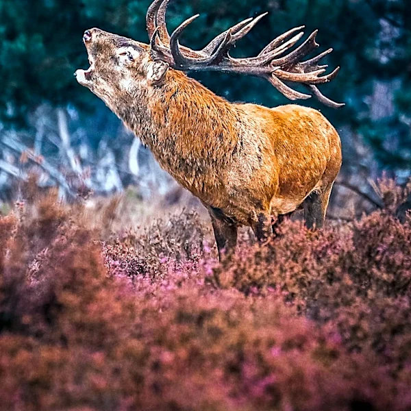 Rhode Island Department of Environmental Management Issues Warning on Increased Deer Activity During Mating Season
