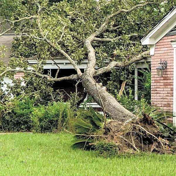 Racine Resident Raises Concerns Over City's Tree Removal Response Time After Vehicle Damage