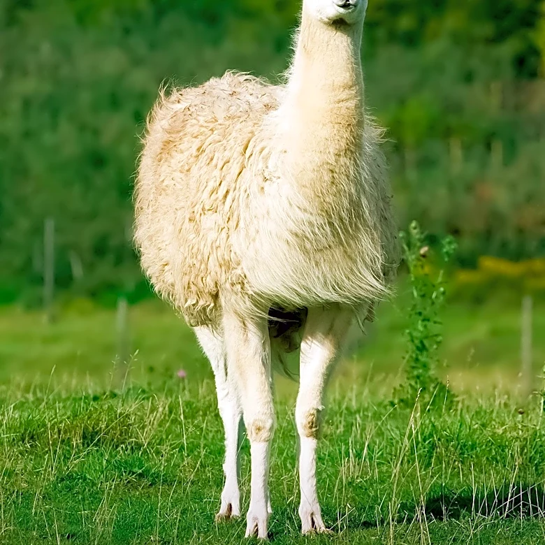 Hugging Face Hosts Kolibri-1-GGUF Model Requiring llama.cpp Patch for Broader Compatibility