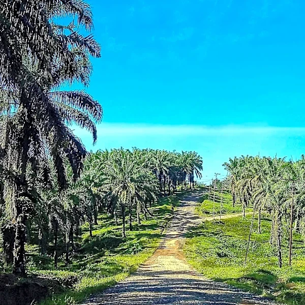 Ivory Coast Government to Secure Nine Million Hectares of Rural Land Over Ten Years