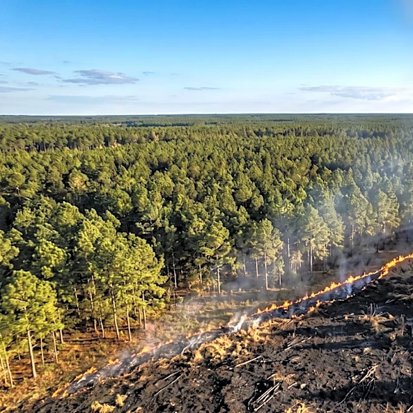 LSU Researchers Develop AI Technology for Wildfire Prediction and Modeling, Receive XPRIZE Recognition