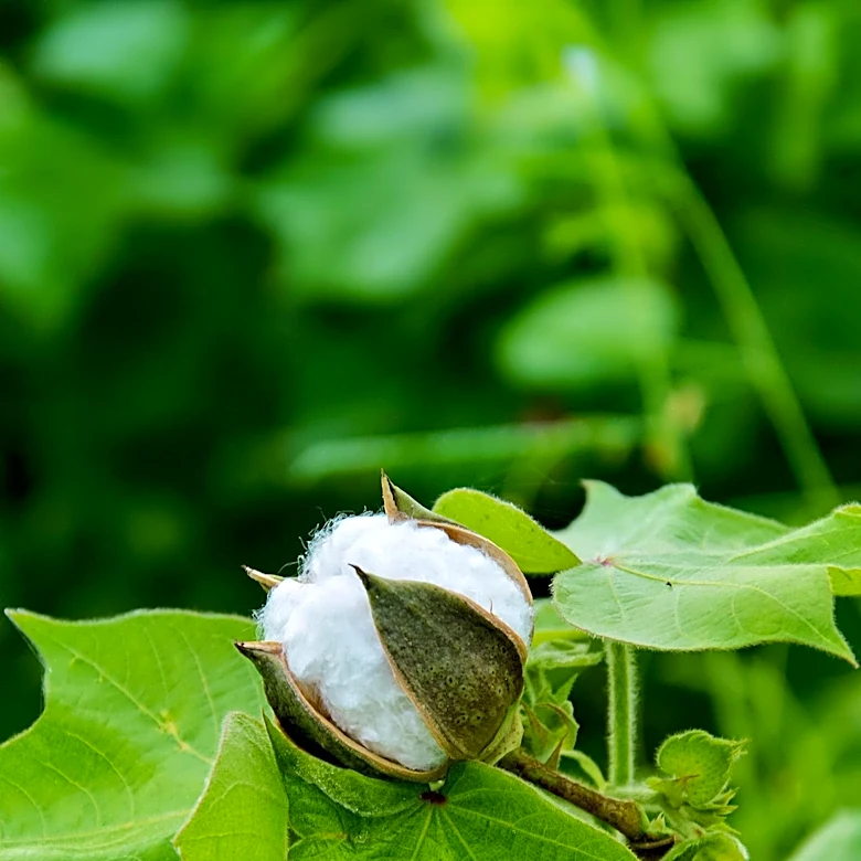 U.S. Cotton Crop Shrinks, Driving Prices Higher Amid Supply Losses