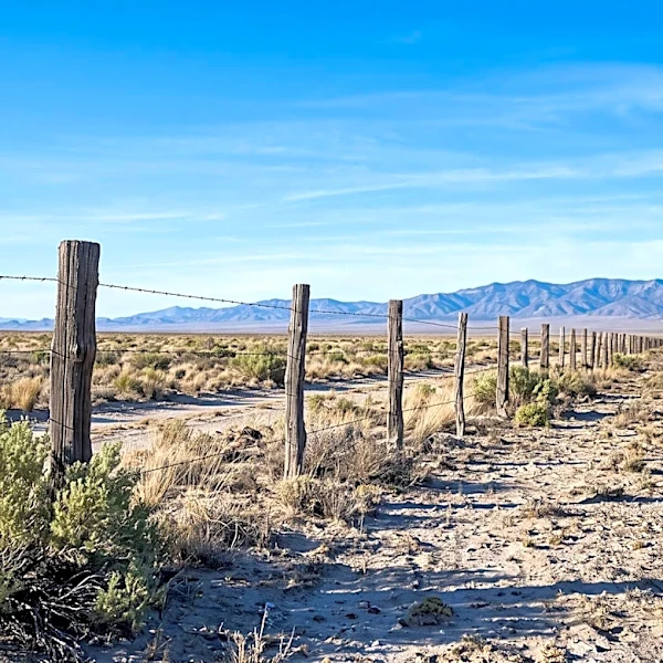 Mexican Gray Wolf 'Flor' Crosses U.S.-Mexico Border, Highlighting Habitat Connectivity Needs