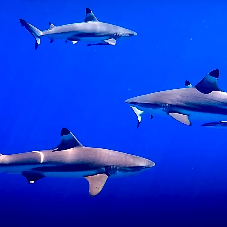 Blacktip Sharks Exhibit Far-Field Sound Detection, Challenging Previous Scientific Understanding