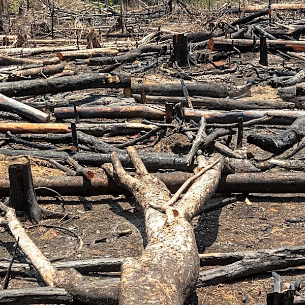 Latin American Operation Uncovers Industrial-Scale Wildlife and Timber Trafficking
