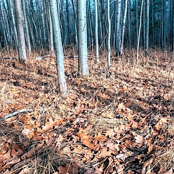 Upper Michigan Agencies Issue Wildfire Caution Amidst Dangerous Conditions