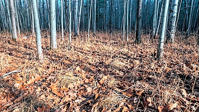 Upper Michigan Agencies Issue Wildfire Caution Amidst Dangerous Conditions